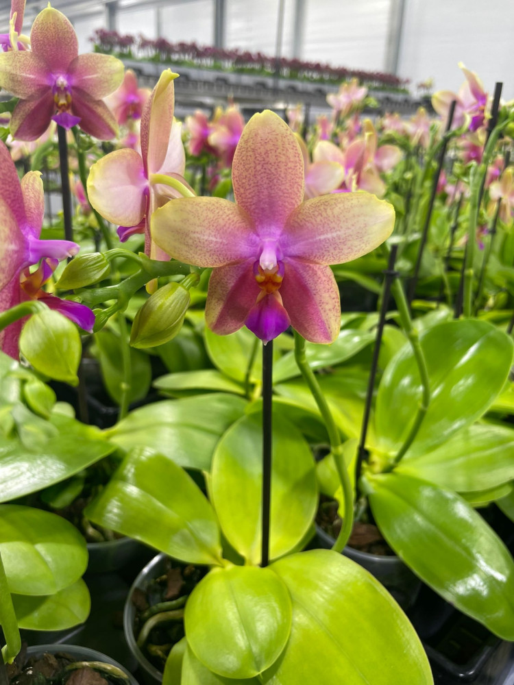 Phal 1/2-tak Liodoro 12/35