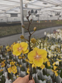 Phal 2-tak Big-Lip Yellow Phalaenova 12/60