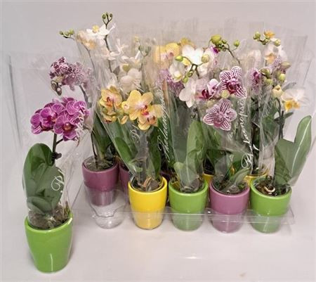 Phal 1-tak  Mini Ceramic 6/25