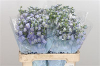 Delphinium Magic Fountain Lavender 60 sm