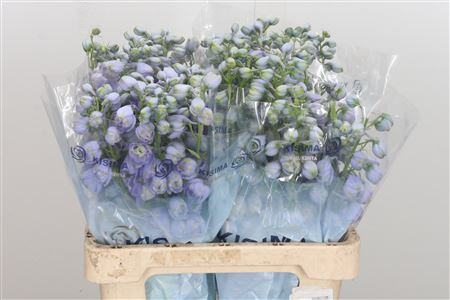Delphinium Magic Fountain Lavender 60 sm
