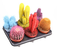 Cactus Opuntia Mix (ca5015) 505/11