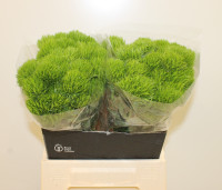 Dianthus Barb Fresh Holland X20