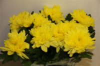 Chr G Zembla Yellow