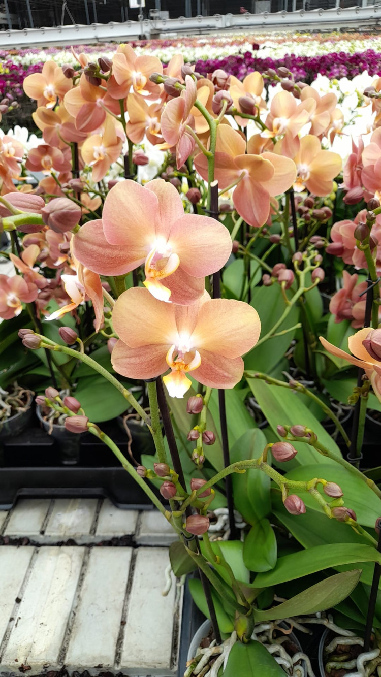 Phal 1-tak Monaco Opti-flor 12/45