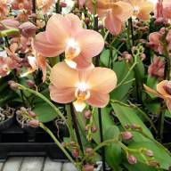 Phal 1-tak Monaco Opti-flor 12/45 - IMG-20240626-WA0011