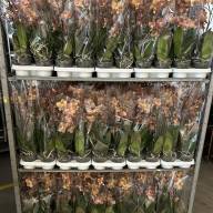 Phal 1-tak Monaco Opti-flor 12/45 - зображення_viber_2025-05-09_16-00-38-311