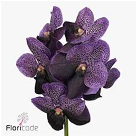 Vanda Di Purple Mulb