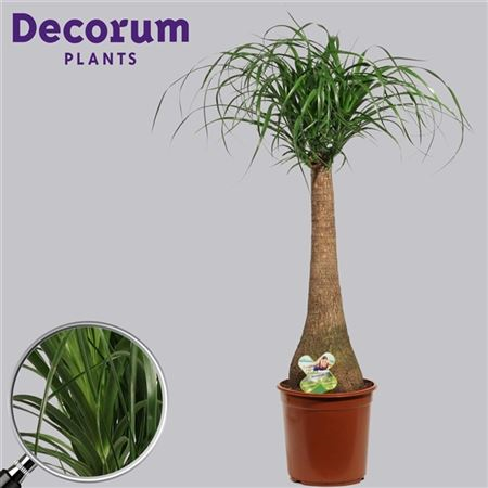 Beaucarnea Recht 24 Cm (decorum)