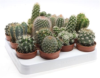 Cactus Mix (120)