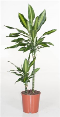 Dracaena Frag Cintho