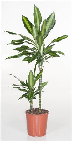 Dracaena Frag Cintho