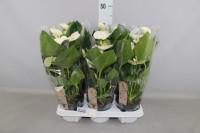 Anthurium Sierr White 12/50
