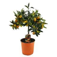 Citrus Stam Kumquats 12/25 - Citrus Stam Kumquats 12