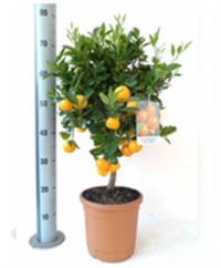 Citrus Stam Kumquats 12/25