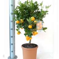 Citrus Stam Kumquats 12/25 - 1756.970x0