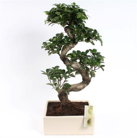 Ficus Mi Ginseng Keramiek