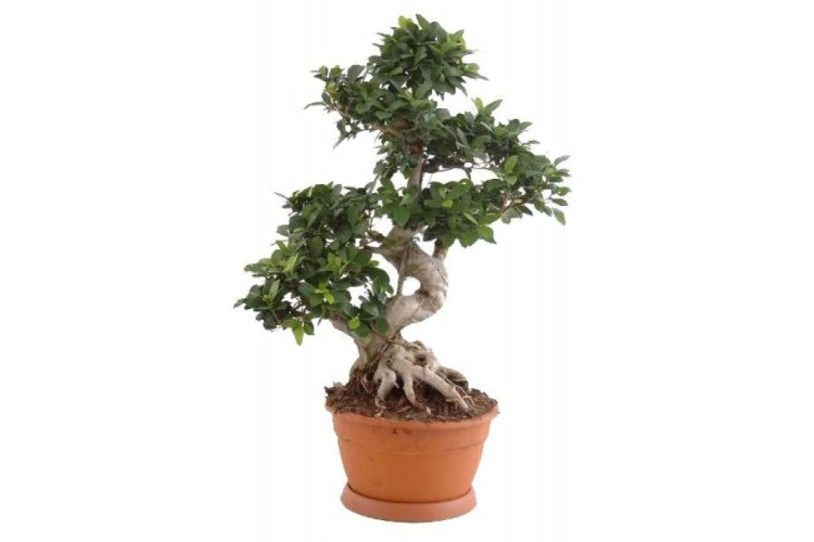 Ficus Mi Ginseng 16/40
