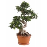 Ficus Mi Ginseng 16/40 - Ficus Mi Ginseng 25 70