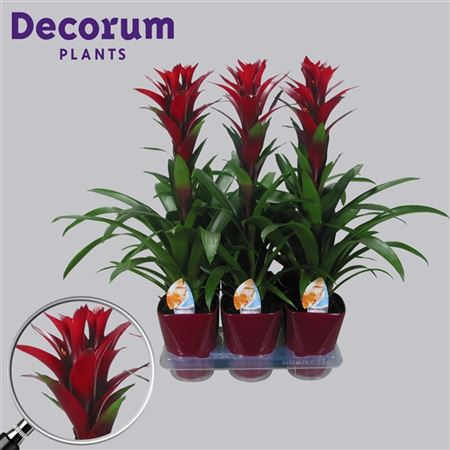 Guzmania Switch Paars Luxe Keramiek (decorum)