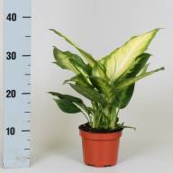 Dieffenbachia Camilla 12/35 - 7db9c73c9a76b9a9978bdd075a632e06-500x500