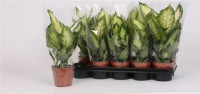 Dieffenbachia Camilla 12/35