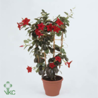 Mandevilla Sun Red Op Rek