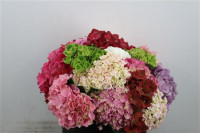 Hydr Z MIX 40 cm X10