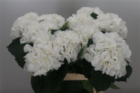 Hydr S Schneeball 80 cm X5