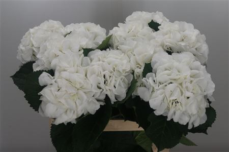 Hydr S Schneeball 80 cm X5