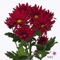 Chr T Stellini Velvet  X5
