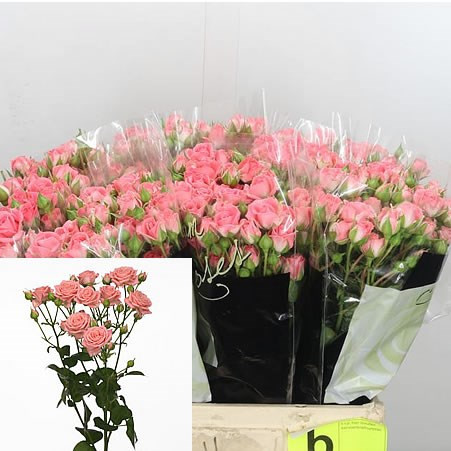 Spray Sian Sylvana 60 sm