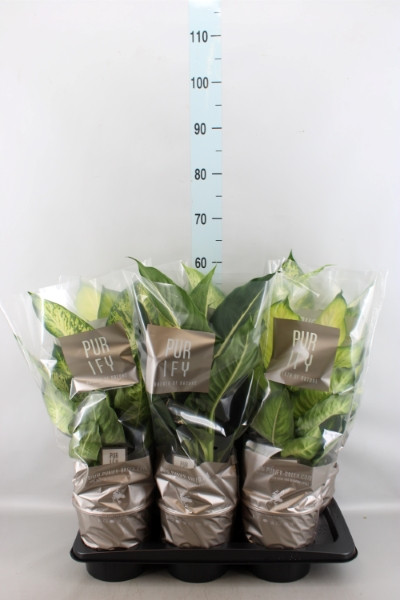 Dieffenbachia Green Magic 17/50