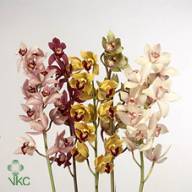 Eustoma Corelli Lavend 70sm - A2458_H_1