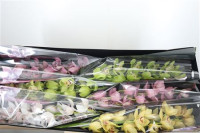 Eustoma Corelli Lavend 70sm