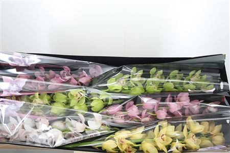 Eustoma Corelli Lavend 70sm