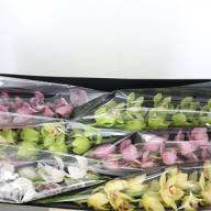 Eustoma Corelli Lavend 70sm - CYMBIDIUM Z 6 SPECIAL ORHIDS HOLLAND