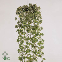 Hedera Helix 27/45