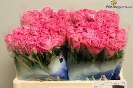 Rose Lady Luck 50 sm
