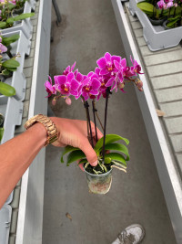 Phal 3/4/5-tak Fay 510/30