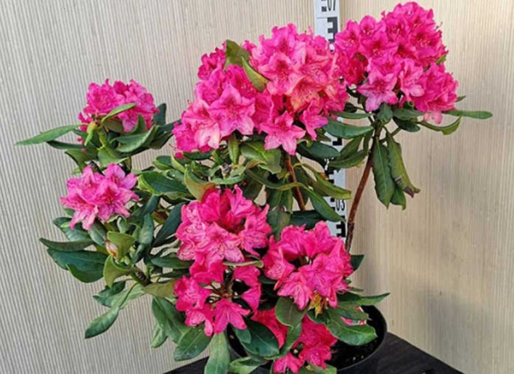 Rhododendrin Mevr Gerard 13/35