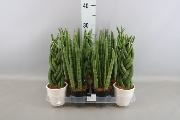 Sanseveria Cylidrica Handshake 16/40