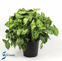 Syngonium Pixie 12/25