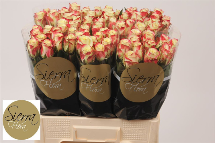 Rose Alison 60 sm
