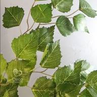 Betula 70 cm - Betula