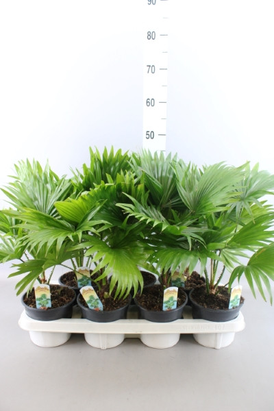 Livistona Rotundifolia 23/70