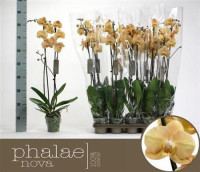 Phal Chienlung Black Parrot 12/65