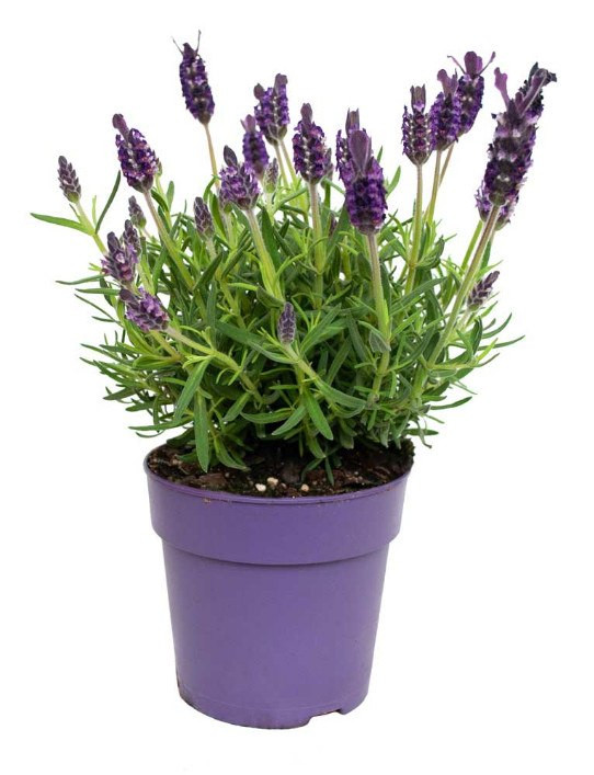 Lavandula Stoechas 12/30