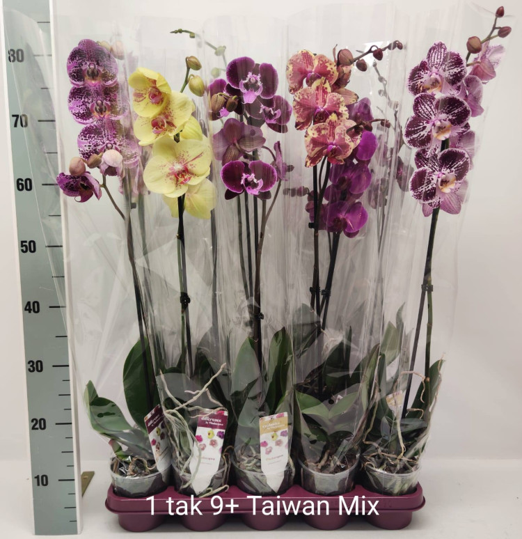 Phal 1-tak Phalaenova Taiwan Mix 12/80