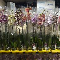 Phal 1-tak Phalaenova Taiwan Mix 12/80 - зображення_viber_2025-05-23_12-12-05-141